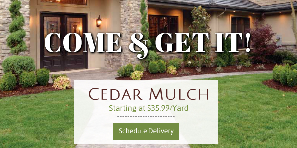 Cedar Mulch, Free Delivery