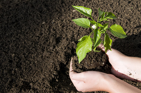 planting topsoil