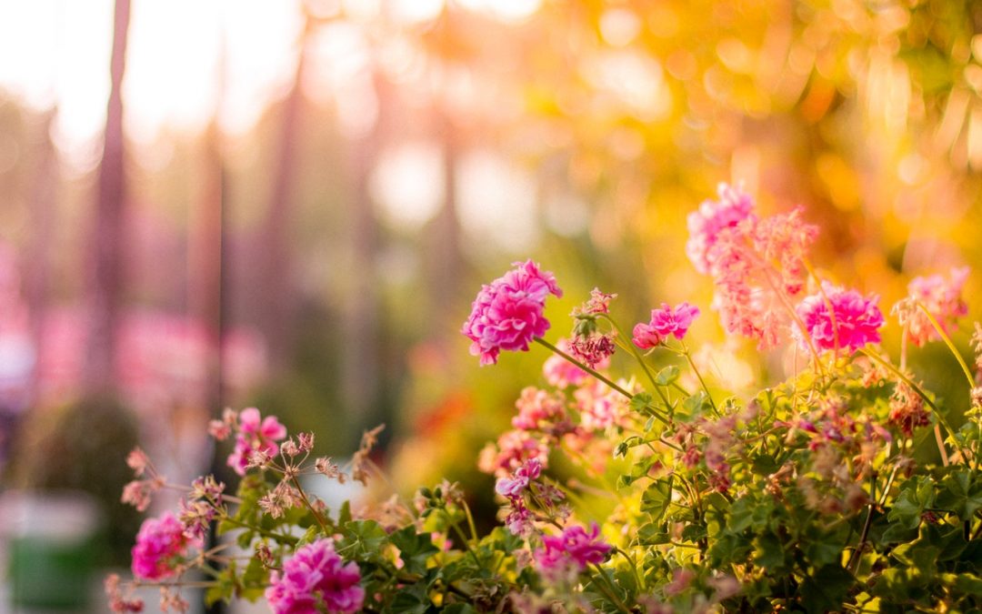 Landscape a flower garden