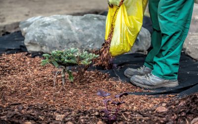 Gardener pouring mulch