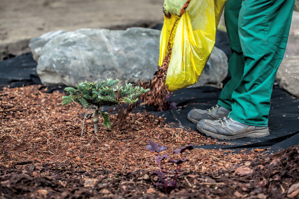 Gardener pouring mulch