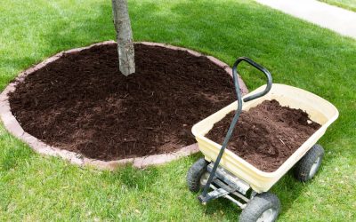 Tree Mulch