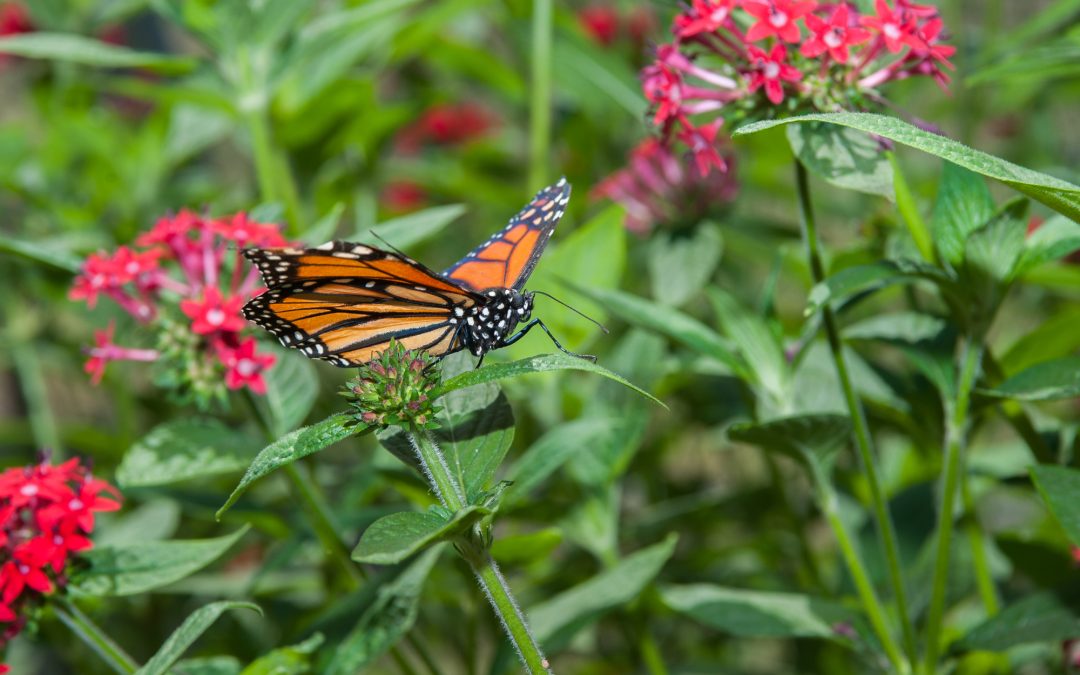 monarch butterfly on redish pink flowers with greenery