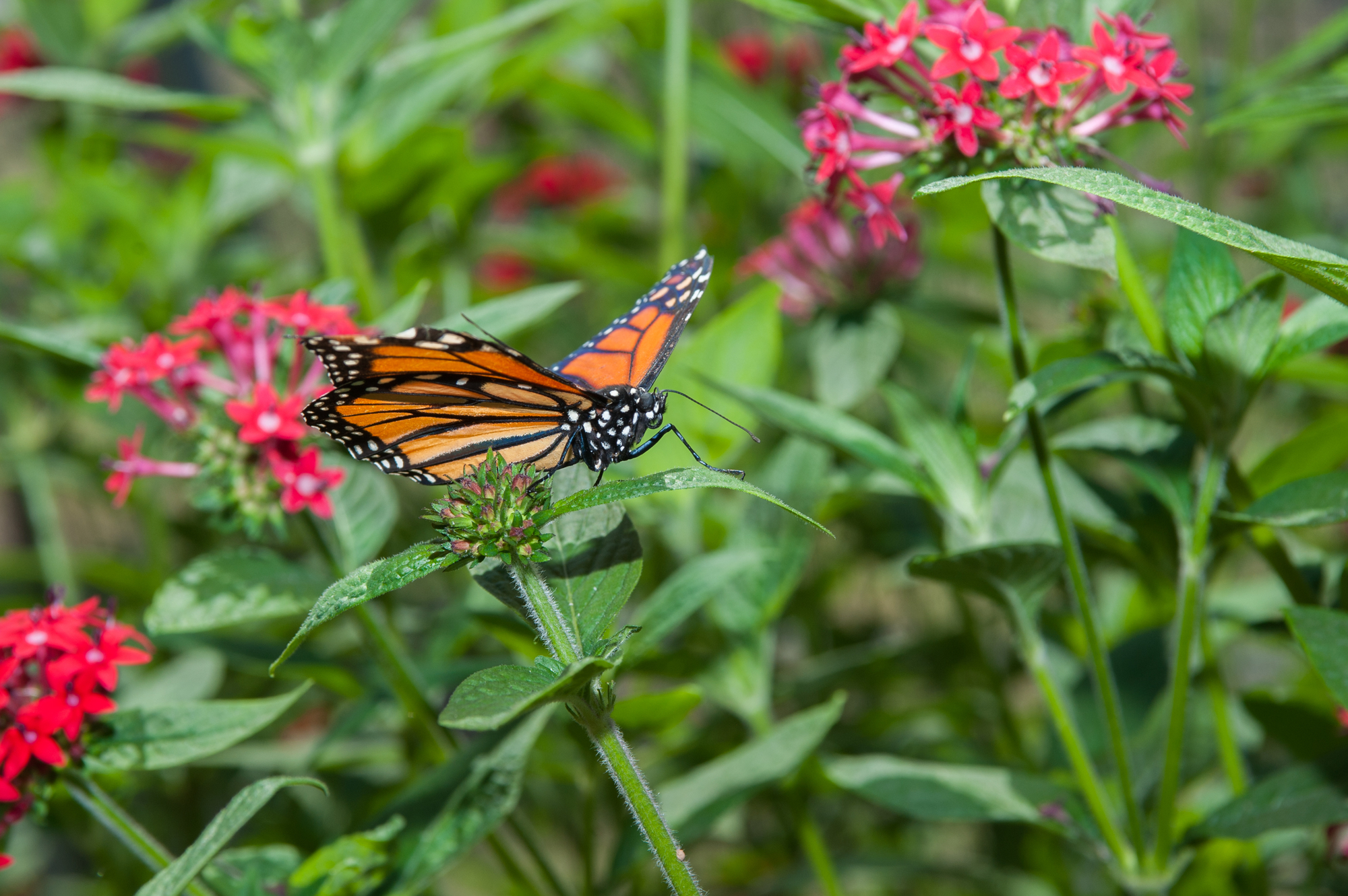monarch butterfly on redish pink flowers with greenery