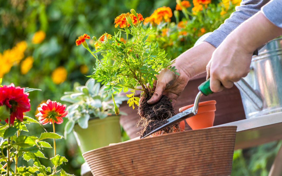 Seasonal Gardening Best Practices for Soil and Mulch