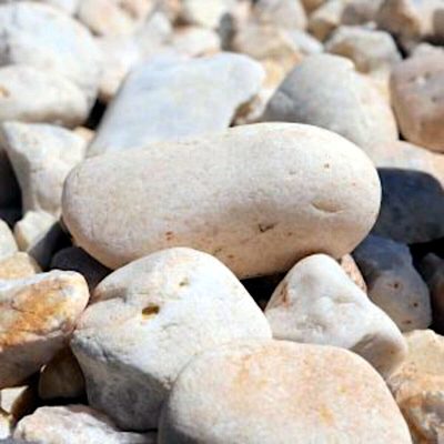 Maryland Seashore 2 - 4 in.